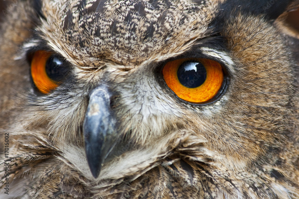The Orange Eyes of an European Eagle Owl The Orange Eyes of an European Eagle Owl