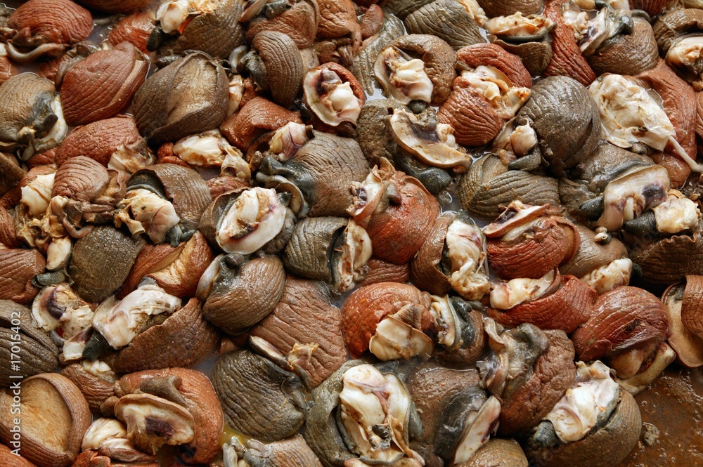 Background texture of Atlantic sea snail meat Background texture of Atlantic sea snail meat