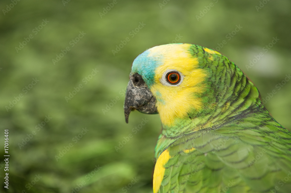 Obraz premium Parrot head close up.