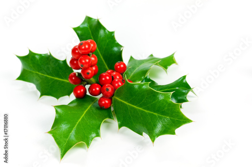 Holly -  Ilex - Stechpalme,freigestellt