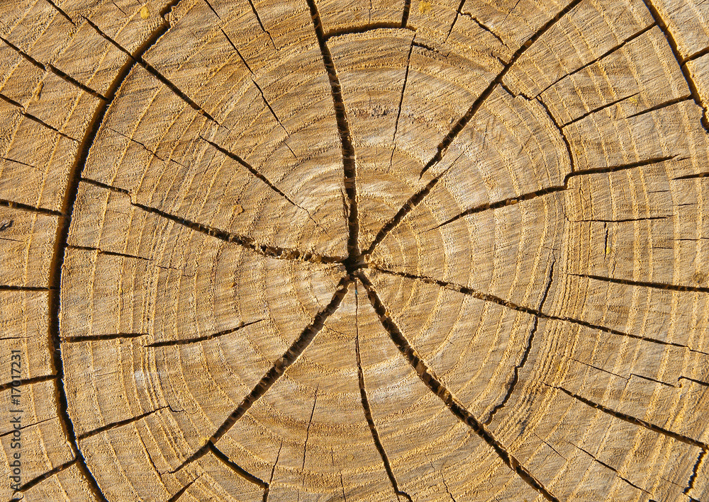 Fototapeta premium cut of tree