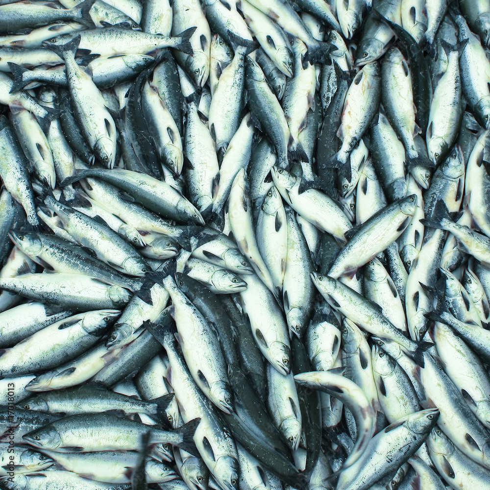 Obraz premium Salmon