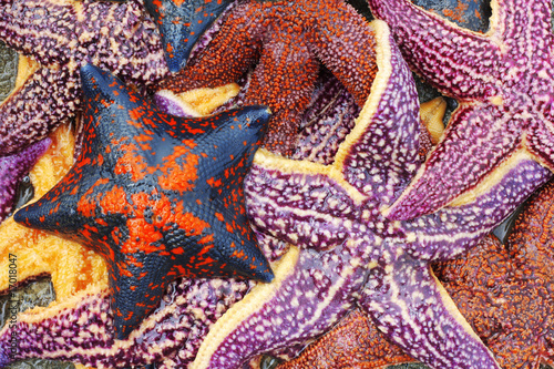 red starfish background