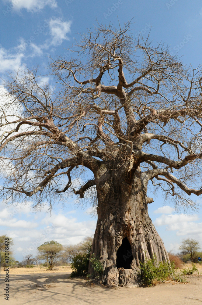 baobab