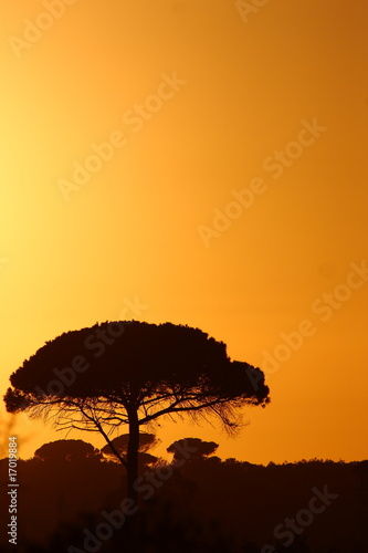 Tree in Sunset