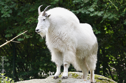 Mountain Goat photo