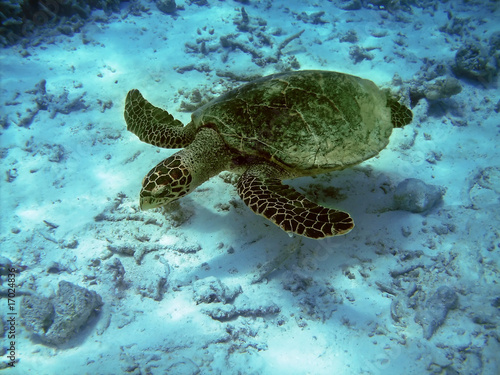 Turtle and coral reef © Fyle