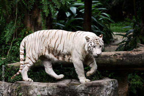 Fototapeta Naklejka Na Ścianę i Meble -  A White Tiger