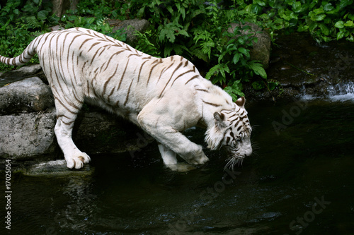 Fototapeta Naklejka Na Ścianę i Meble -  A White Tiger Drinking Water