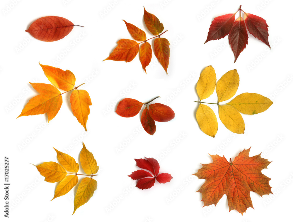 Fototapeta premium Collage from autumn leaves
