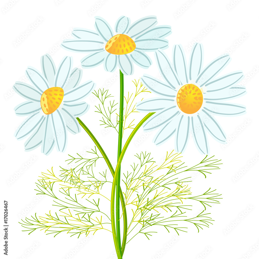 Fototapeta premium camomile flowers