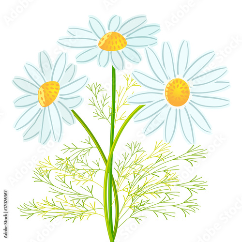 camomile flowers