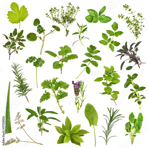 Large Herb Leaf Selection