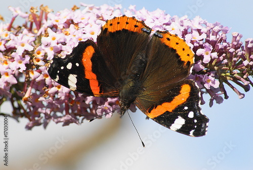Red Admiral Butterfly