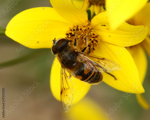 Drone-fly,Eristalis tenax