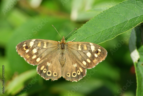 Speckled Wood Butterfly
