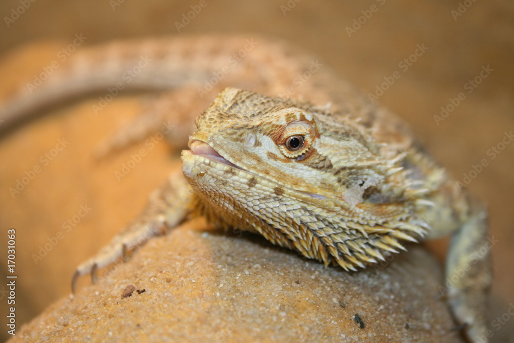 Fototapeta premium Bartagam