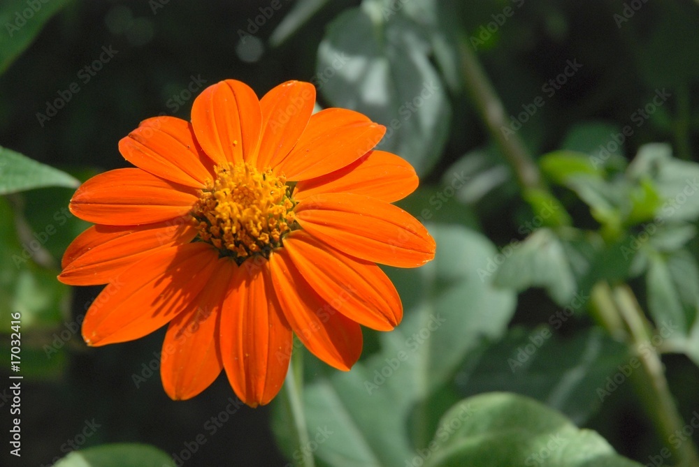 Zinnia Zinnia