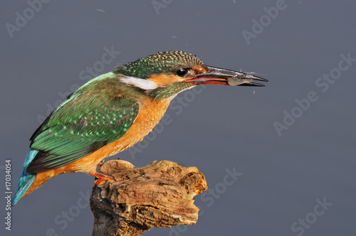The Common Kingfisher (Alcedo atthis) at Maagan Michael Lake