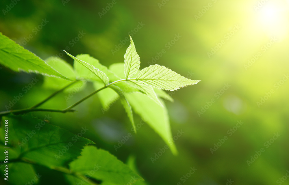 green leaves in deep forest green leaves in deep forest