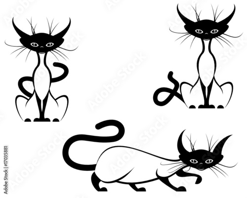Funny domestic cats isolated on white