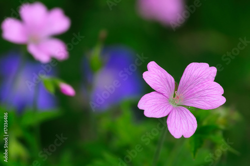 Purple blossom