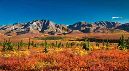 Crédence de cuisine Rouge Denali National Park in autumn  © eyeCatchLight