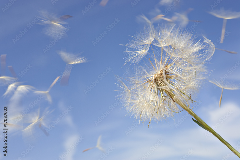 Fototapeta Dandelion przeciw błękitne niebo z Blowing Seeds