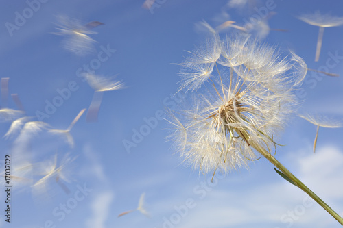 Fototapeta Naklejka Na Ścianę i Meble -  Dandelion Against Blue Sky with Blowing Seeds