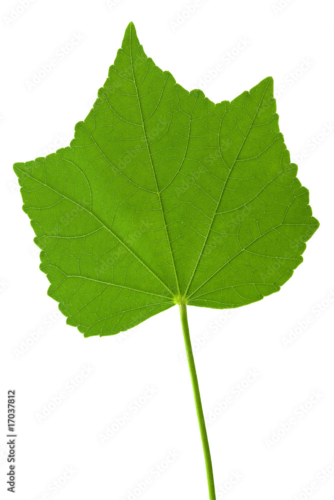 Leaf Leaf