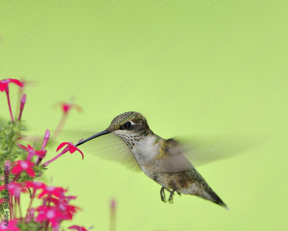 Obraz premium Ruby Throated Hummingbird (Immature male)