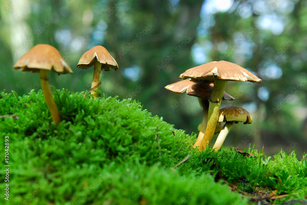 Fototapeta premium magic mushroom