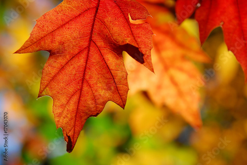oak leaves autumn