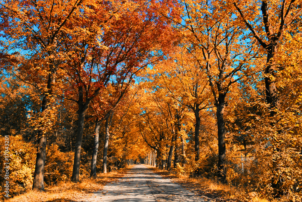 autumn forest autumn forest