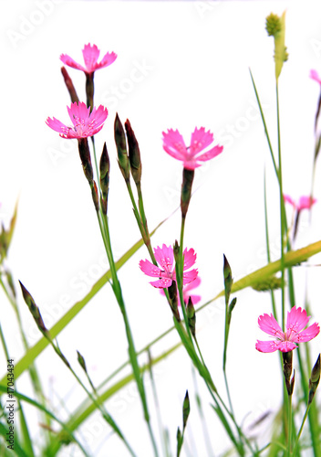 flowerses in herb on white background