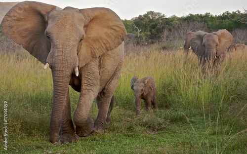 Fototapeta Naklejka Na Ścianę i Meble -  African Elephat
