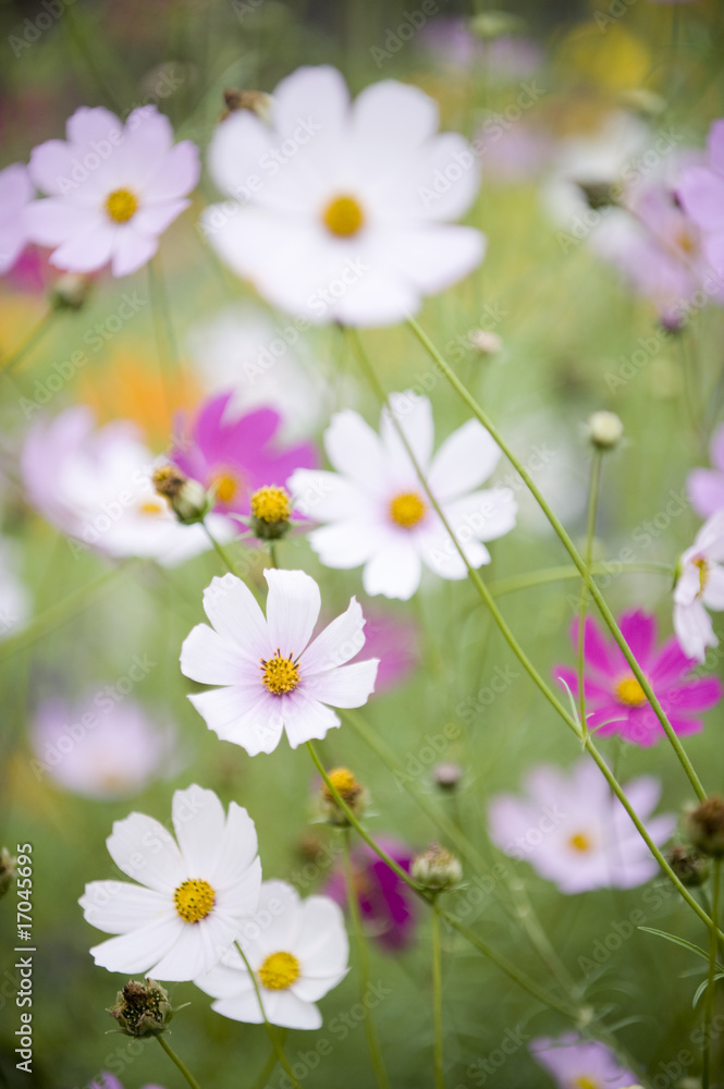 Cosmos flowers Cosmos flowers