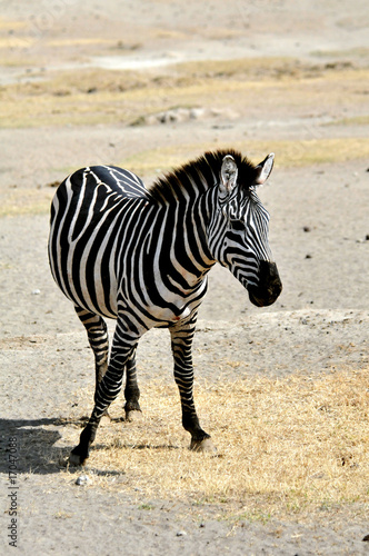 zebra