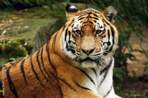 Siberian Tiger   Amur Tiger  Panthera tigris altaica