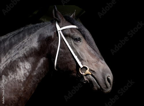 Shire stallion isolated on the black background