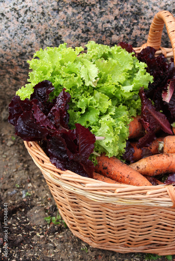 vegetable vegetable