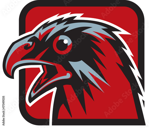 hawk