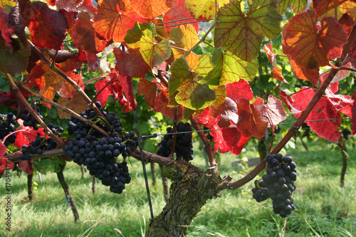 Herbst im Weinberg - Deutschland