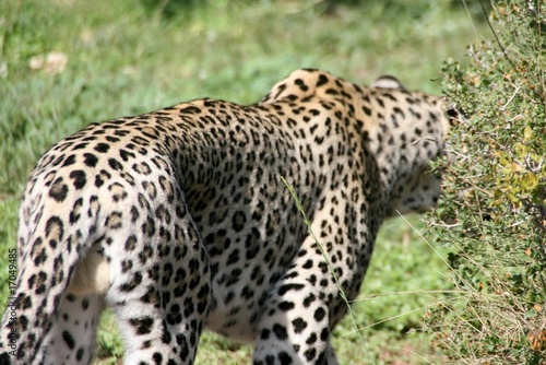 While male leopard 2