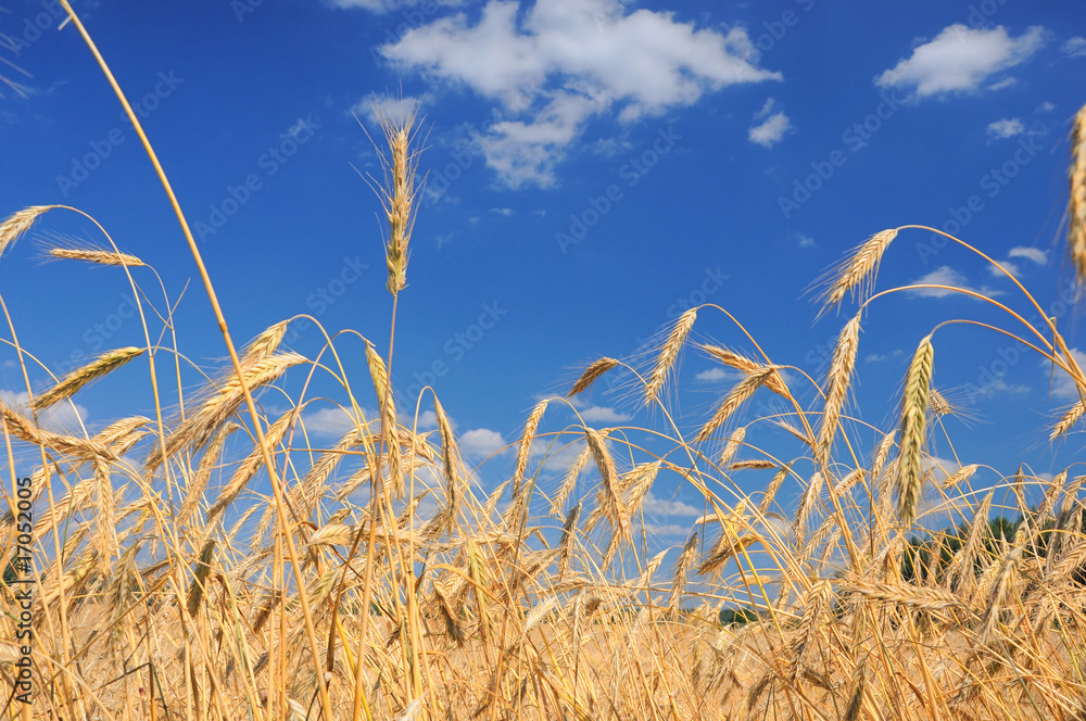 Fototapeta premium Field of wheat