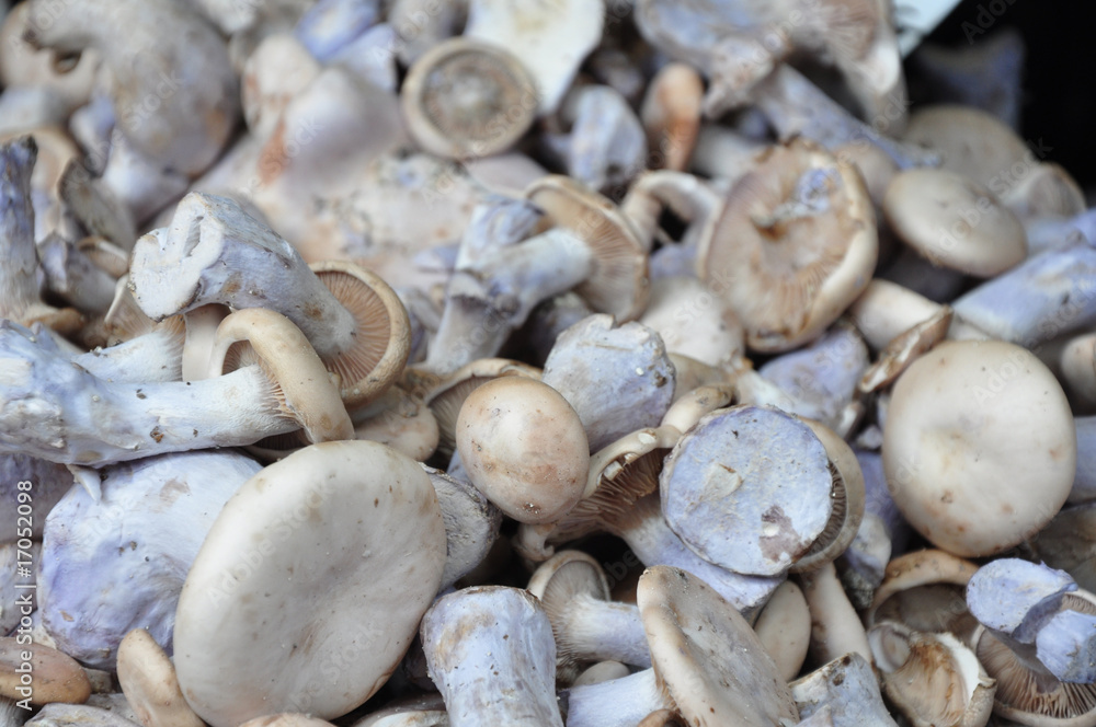 Agaricus bisporus Wood Mushroom Agaricus bisporus Wood Mushroom
