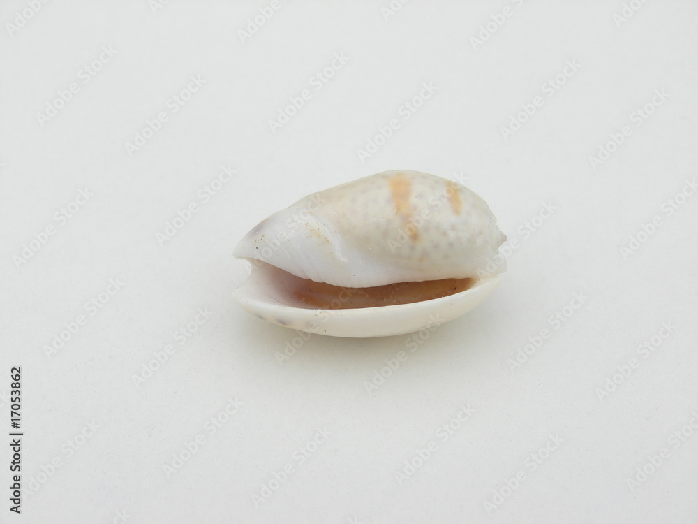 coquillage coquillage