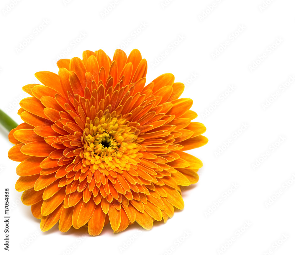 orange flower isolated on white background orange flower isolated on white background