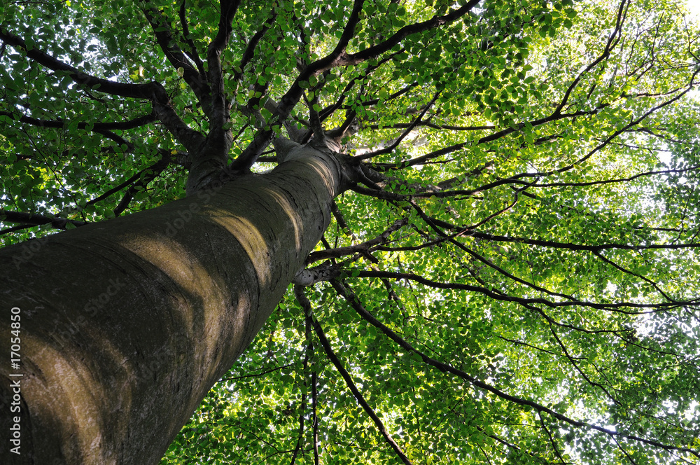 Fototapeta premium Baum