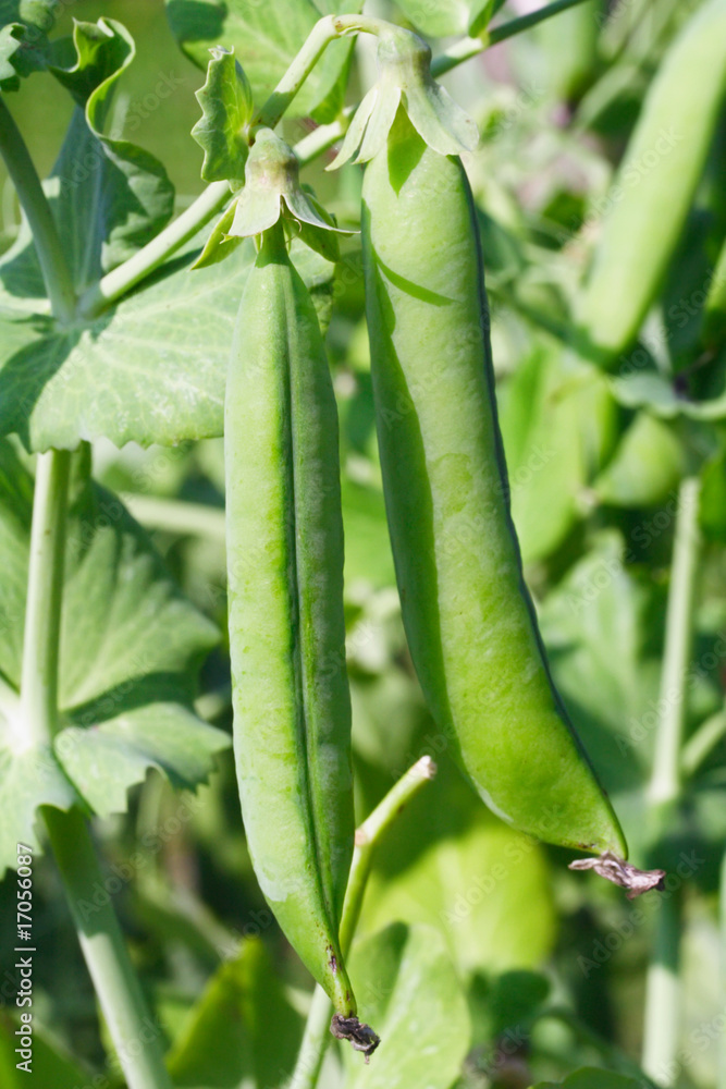 Pea pods
